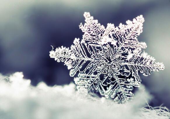 描写粉色蝴蝶优美句子(图1) 描写粉色蝴蝶优美句子(图1)