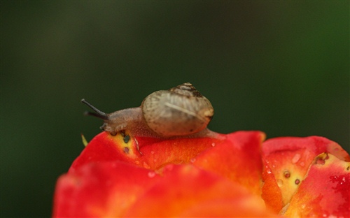 描写桃子的句子优美(描写桃子的句子优美段落)(图1) 描写桃子的句子优美(描写桃子的句子优美段落)(图1)