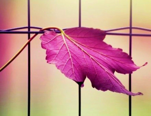 搭配小黄鸭的说说(小黄鸭朋友圈说说)(图1) 搭配小黄鸭的说说(小黄鸭朋友圈说说)(图1)