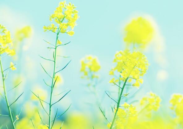 摘茶叶的优美句子（摘茶叶发朋友圈怎么写）(图1)