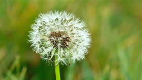 描写花儿绽放的优美句子(写花儿绽放的成语有哪些)(图1) 描写花儿绽放的优美句子(写花儿绽放的成语有哪些)(图1)