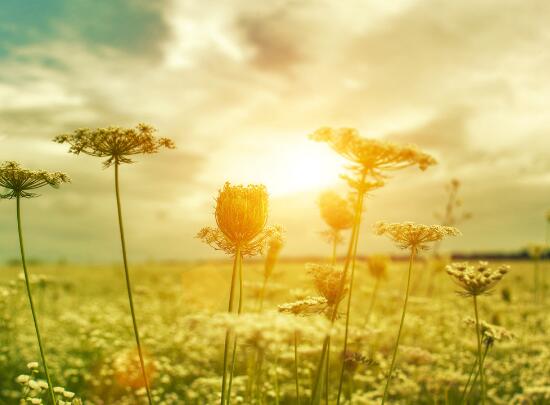 无节制乱砍滥伐的格言 关于乱砍滥伐的危害(图1)