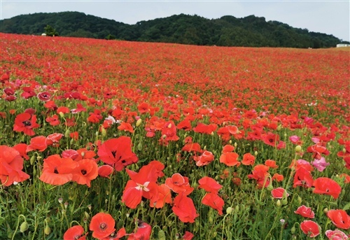 时间带不走唯美句子 时间带不走什么?(图1) 时间带不走唯美句子 时间带不走什么?(图1)