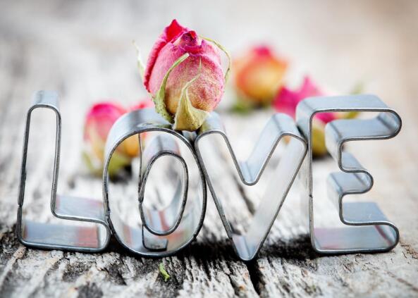 晒自己养花的励志句子 晒自己养花的朋友圈(图1) 晒自己养花的励志句子 晒自己养花的朋友圈(图1)