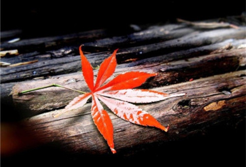 晚上下雪唯美句子 晚上下雪的说说心情短语图片(图1) 晚上下雪唯美句子 晚上下雪的说说心情短语图片(图1)