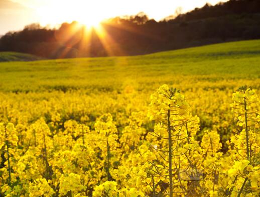 晓组织佩恩经典语录日文 晓组织佩恩图片(图1)