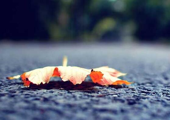 最美旅程优美句子 最美旅程优美句子简短(图1)