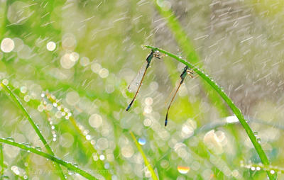 有关于树的励志名言 有关于树的励志名言警句(图1) 有关于树的励志名言 有关于树的励志名言警句(图1)