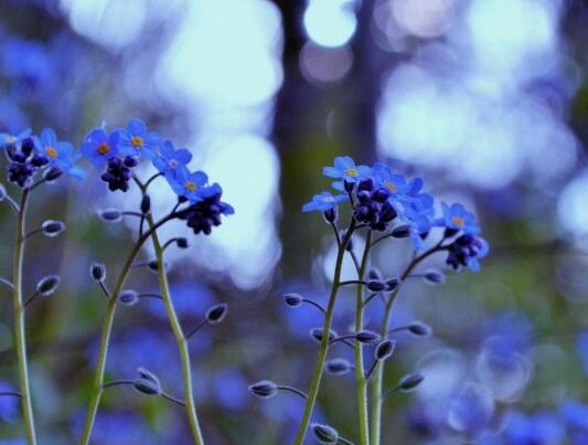 有关人生四苦的格言警句 人生四苦是什么意思(图1) 有关人生四苦的格言警句 人生四苦是什么意思(图1)