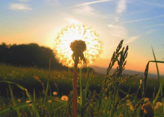 曼陀沙华的爱情语录 曼陀沙华寓意死亡(图1) 曼陀沙华的爱情语录 曼陀沙华寓意死亡(图1)