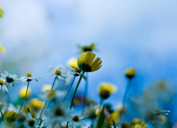 有关诠释生命的格言 关于生命的诠释有哪些呢(图1) 有关诠释生命的格言 关于生命的诠释有哪些呢(图1)