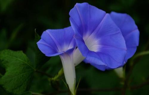 朱子治家格言重义轻利 朱子治治家格言(图1) 朱子治家格言重义轻利 朱子治治家格言(图1)