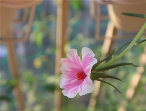 棋与人生格言励志 棋道与人生(图1) 棋与人生格言励志 棋道与人生(图1)