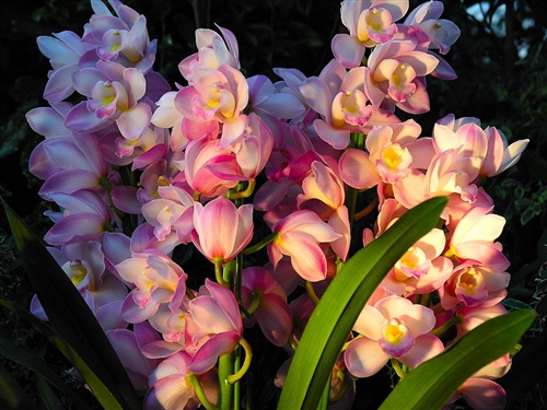 格言联璧之持躬类 格言联璧的意思(图1) 格言联璧之持躬类 格言联璧的意思(图1)