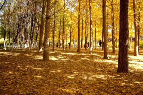 河南热门土话短句大全 经典河南方言土话(图1)