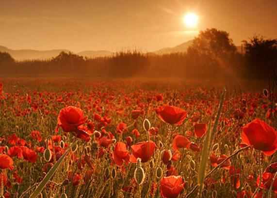 浪漫爱情唯美句子短句 经典浪漫爱情句子短句(图1) 浪漫爱情唯美句子短句 经典浪漫爱情句子短句(图1)