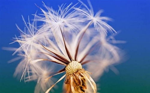 滨江森林公园文案短句 游滨江森林公园作文,400字(图1)