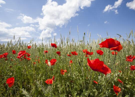 火星文葬爱语录大全 葬爱火星文字(图1) 火星文葬爱语录大全 葬爱火星文字(图1)