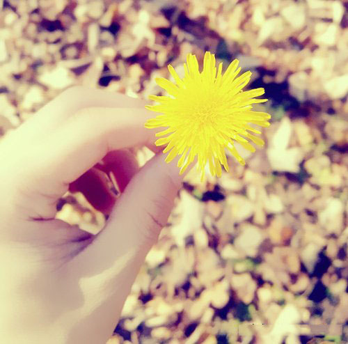 烟花个性签名唯美句子 烟花文案短句干净治愈生活(图1)