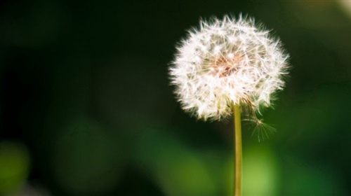 火影忍者经典励志语录壁纸 火影励志语录经典长句(图1)