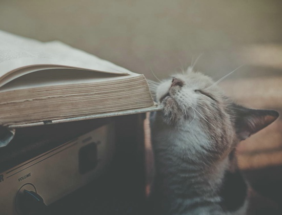 熊二熊出没经典语录全部 熊出没之熊二搞笑场面(图1)