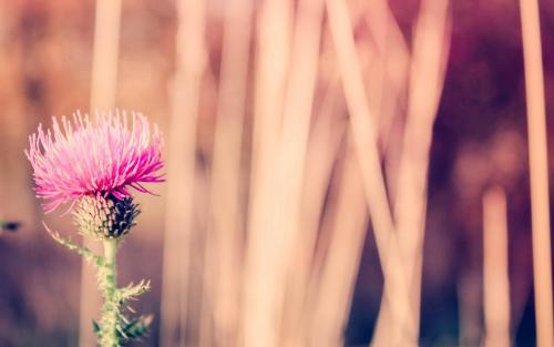 爱国名言警句励志经典 爱国名言警句90条(图1)