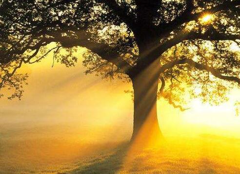 狼的经典格言100句 关于狼的经典语句摘抄(图1)