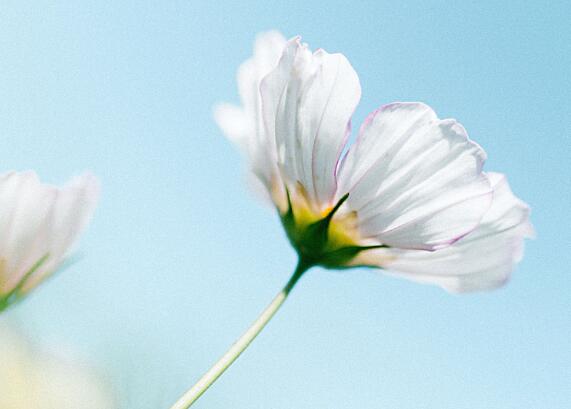 爸爸妈妈的爱说说文案 表达爸爸妈妈的爱的朋友圈怎么发(图1)