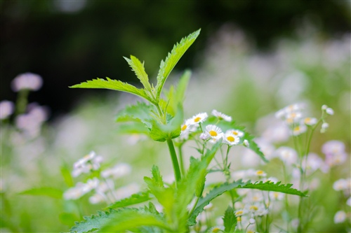 由我不由天励志句子 由天不由我的诗句怎么说(图1)