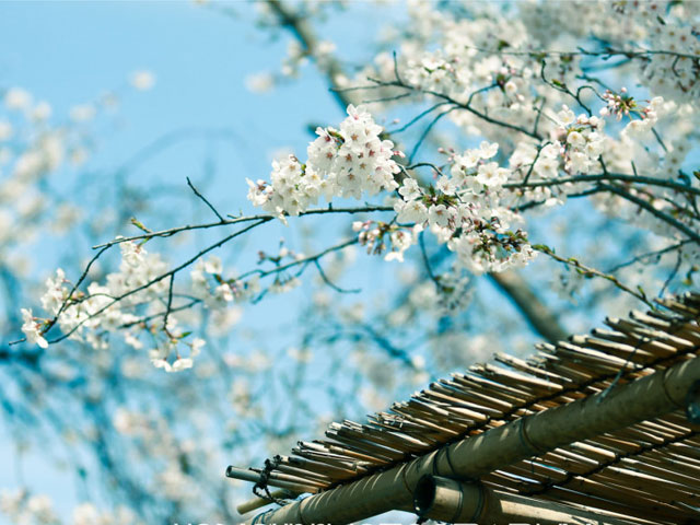 疫情感恩经典语录 疫情感恩经典语录图片大全(图1) 疫情感恩经典语录 疫情感恩经典语录图片大全(图1)