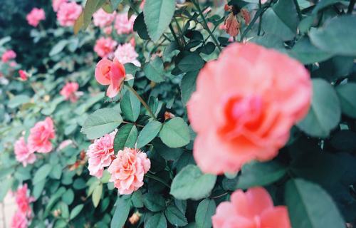 知乎暖心祝福语 2021祝福文案4字(图1)