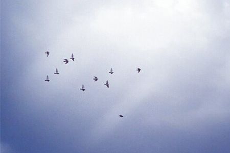 神笔马良优美的词语句子 神笔马良的佳词佳句(图1)