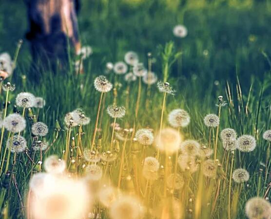 自然界风景的优美句子 自然界风景的优美句子有哪些短句(图1) 自然界风景的优美句子 自然界风景的优美句子有哪些短句(图1)