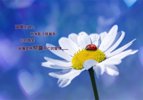 茶与生活的优美句子 茶与人生感悟句子(图1) 茶与生活的优美句子 茶与人生感悟句子(图1)