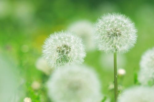 董卿对读书的人生格言 董卿说过读书的一段话有哪些(图1)