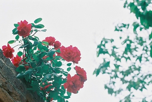 詹姆斯.沃森格言 詹姆斯沃恩(图1) 詹姆斯.沃森格言 詹姆斯沃恩(图1)