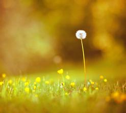 评价邓稼先的优美句子 评价邓稼先的优美句子(图1)