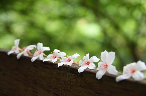 赞美小丫头的语录 形容丫头的句子(图1) 赞美小丫头的语录 形容丫头的句子(图1)