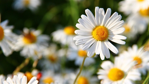 越挫越勇的励志名言 越挫越勇的句子心情(图1)