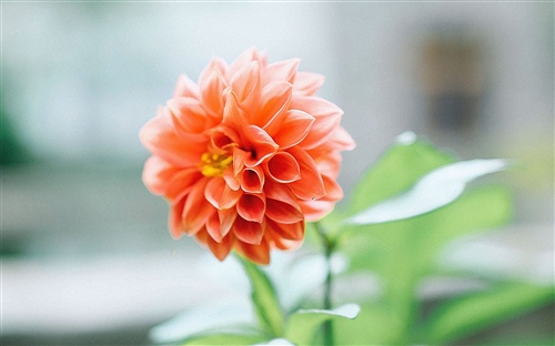 醉酒的诗句唯美短句 醉酒的诗句唯美短句图片(图1)