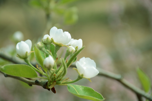 隐居山林文案短句干净 隐居山林的诗文(图1)