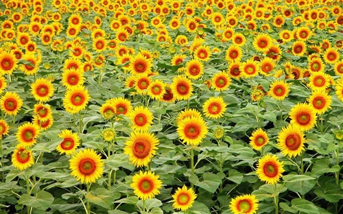 隐藏式表白情话短句 隐藏表白套路图片动漫(图1)