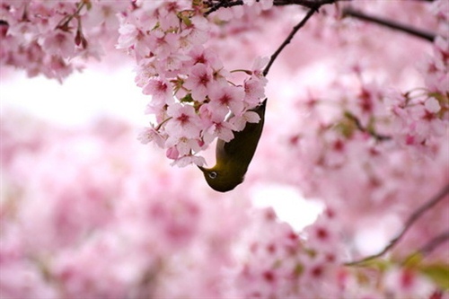 骂人经典语录带脏字 骂人的经典短语(图1) 骂人经典语录带脏字 骂人的经典短语(图1)