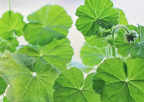 鬼刀风铃公主唯美句子 鬼刀风铃公主原图(图1)