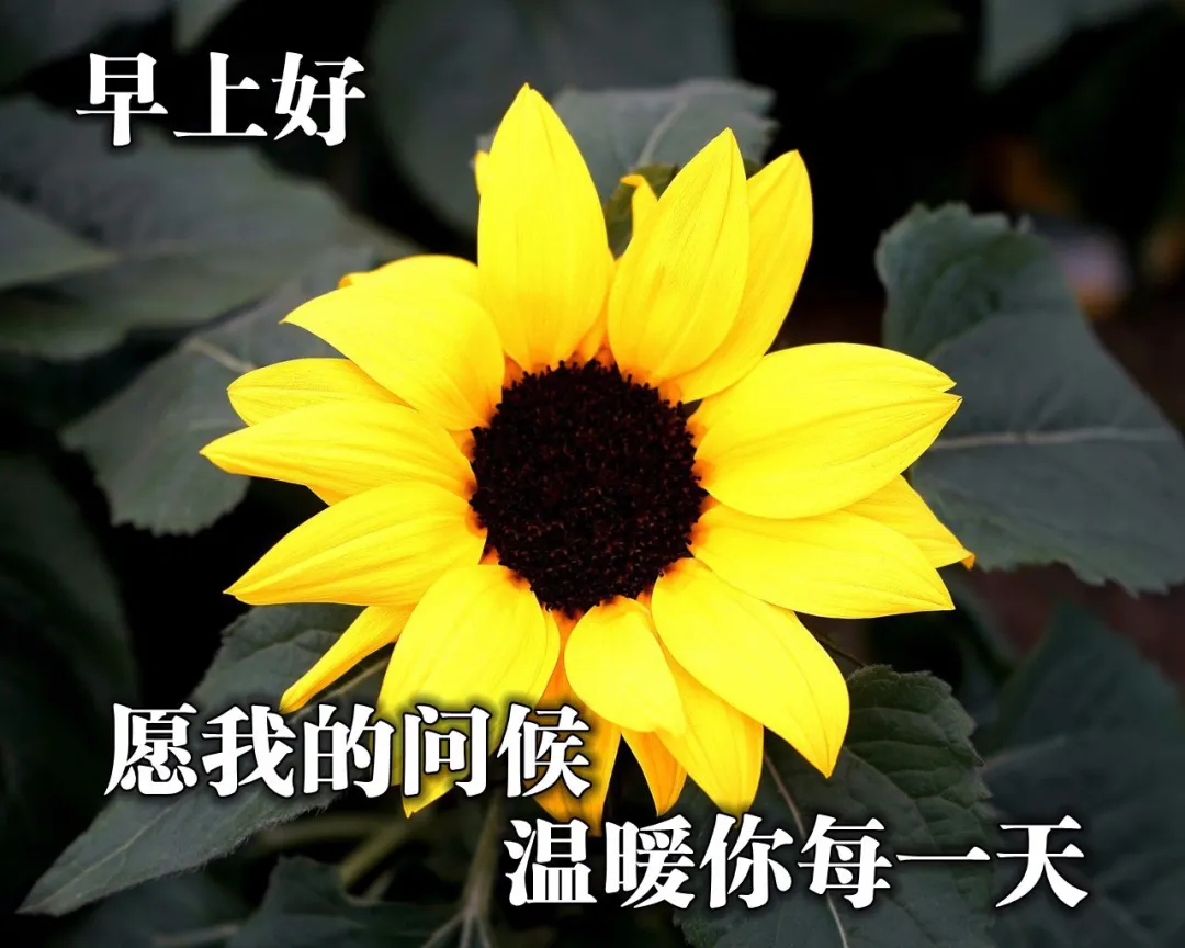 「2022.08.16」早安心语，正能量经典语录分享，被秒赞的励志图片(图33)