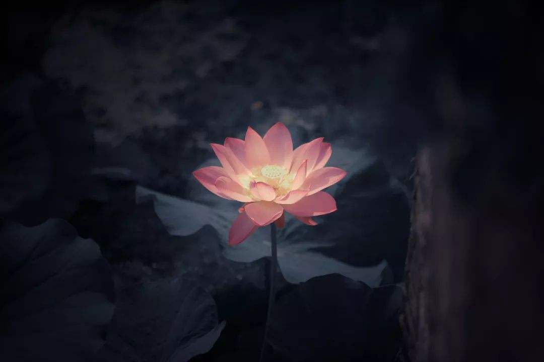 “平等”只是个幌子吗？《易经》如是说(图2)