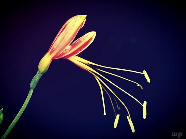 生活阳光美好的句子，句句治愈自己(图2)