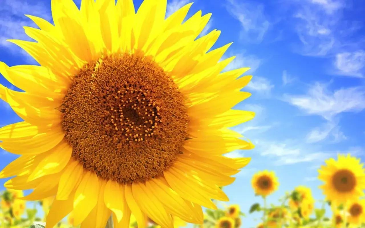 幸福的家庭都有三宝：和睦、积极、乐观(图2)