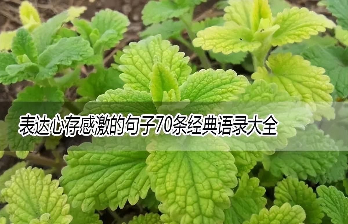 表达心存感激的句子70条经典语录大全(图1)