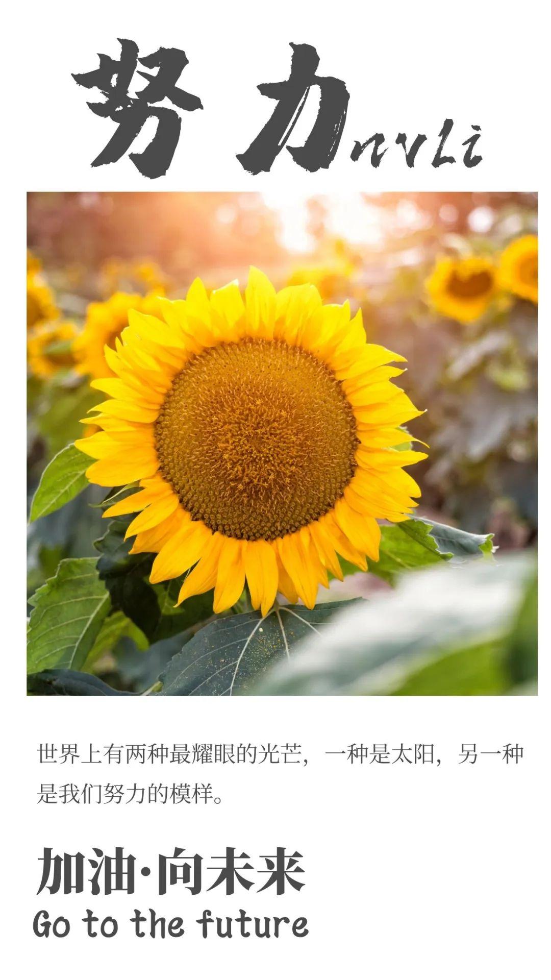 「2023.05.13」早安心语，正能量努力的精彩文案 唯美清晨图文精选(图9)